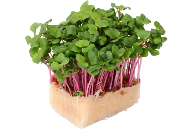 Chili cress piece